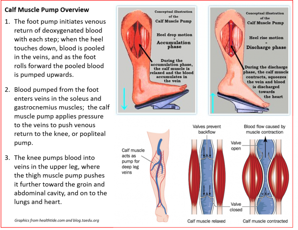 calf-muscle-pump-steinmann-prosthetics-orthotics